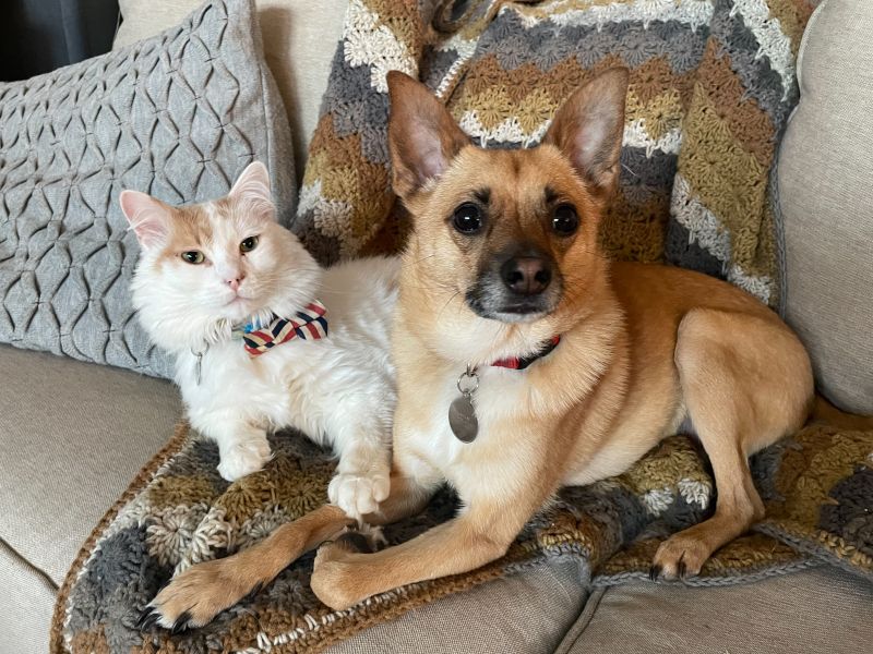 Our Cat Abe & Dog Hamilton Have the Cutest Friendship